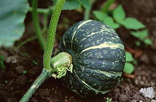 吃瓜震惊音频下载,揭秘“吃瓜震惊音频”下载背后的惊人真相 第1张 吃瓜震惊音频下载,揭秘“吃瓜震惊音频”下载背后的惊人真相 第1张